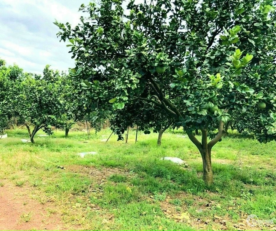 Bán Nhanh Lô Đất Vị Đẹp Tại: TÂN PHƯỚC - ĐỒNG PHÚ - BÌNH PHƯỚC