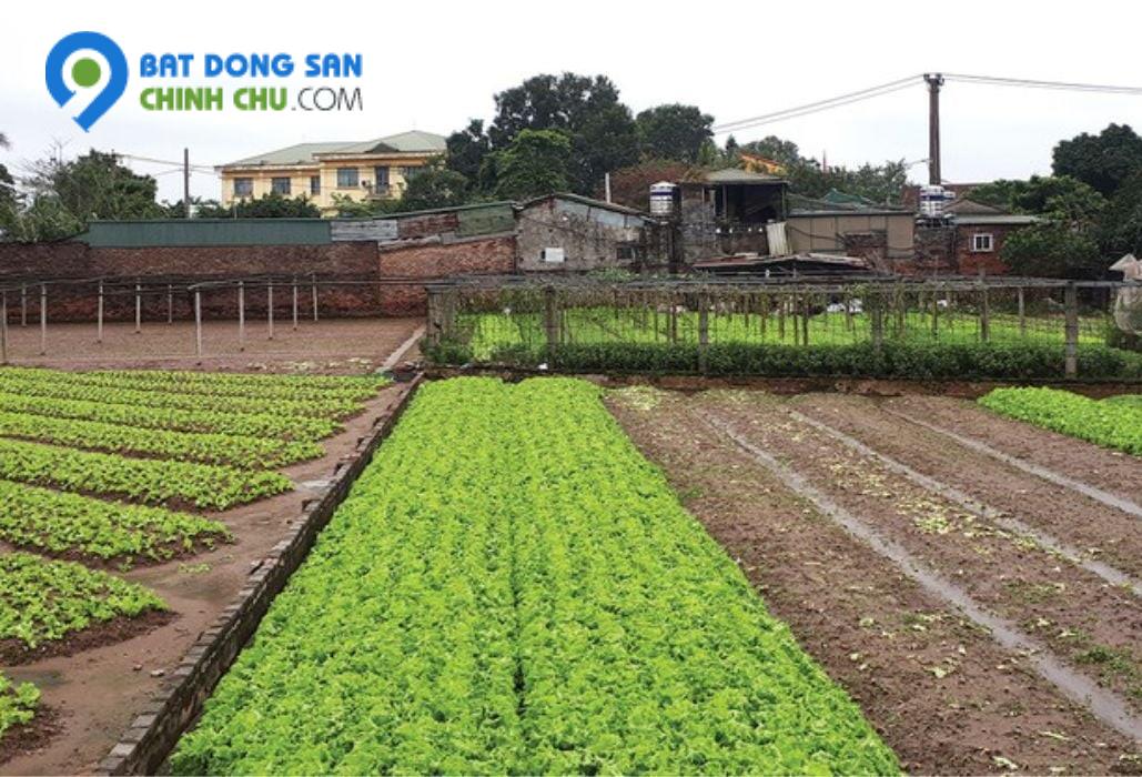 Bán đất Sài Sơn, Quốc Oai, SĐ 200m2, MT 5m, đường ô tô vào, sát đường 40m sắp mở