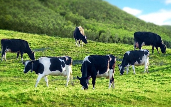 Giống bò sữa Mộc Châu (MCM) chi 110 tỷ đồng tạm ứng cổ tức đợt 1/2021